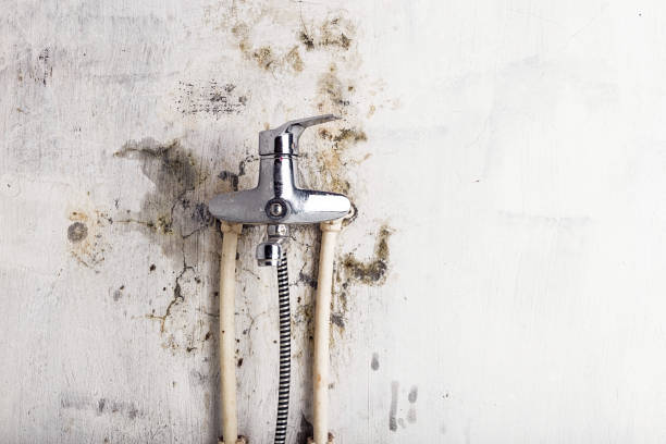 Southern Shops, SC Mold Removal Company
