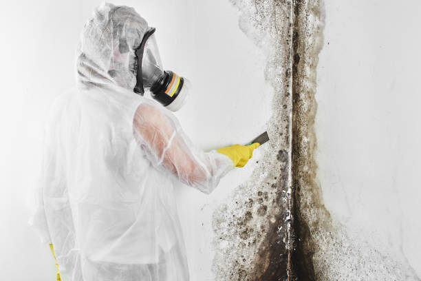 Mold Removal Process in Southern Shops, SC