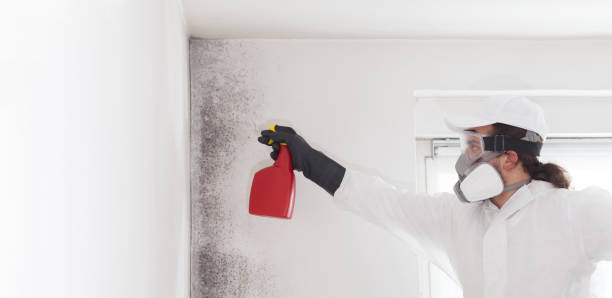 Best Office Mold Removal Services  in Southern Shops, SC