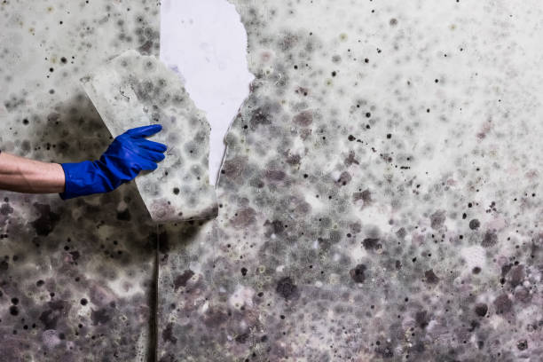 Best Crawl Space Mold Removal  in Southern Shops, SC