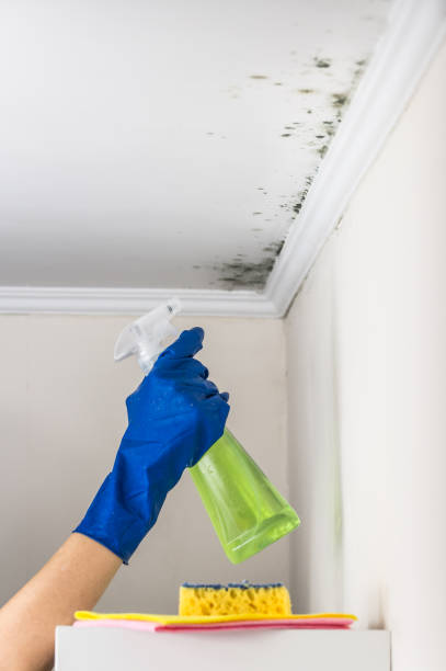 Mold Testing and Removal in Southern Shops, SC